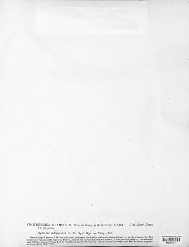 Lophodermium gramineum image